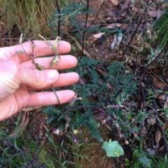 Arrhenechthites mixtus (Purple Fireweed) at Cotter River, ACT - 6 Jan 2021 by NickiTaws