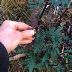 Arrhenechthites mixtus at Cotter River, ACT - 7 Jan 2021