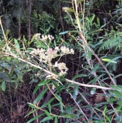 Astrotricha ledifolia at Cotter River, ACT - 7 Jan 2021 09:08 AM