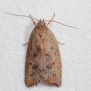 Heliocausta undescribed species at Melba, ACT - 5 Jan 2021