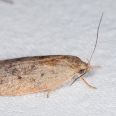 Heliocausta undescribed species at Melba, ACT - 5 Jan 2021