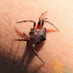 Dolophones sp. (genus) (Wrap-around spider) at Tidbinbilla Nature Reserve - 17 Jan 2021 by JohnBundock