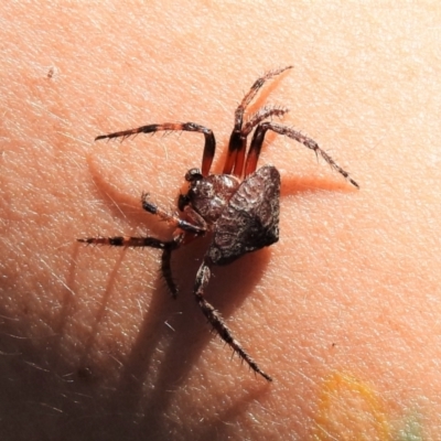 Dolophones sp. (genus) (Wrap-around spider) at Tidbinbilla Nature Reserve - 17 Jan 2021 by JohnBundock