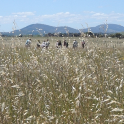 Avena sp. (Wild Oats) at Hume, ACT - 8 Nov 2020 by michaelb