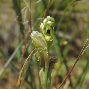 Hymenochilus bicolor (ACT) = Pterostylis bicolor (NSW) at Hume, ACT - 8 Nov 2020