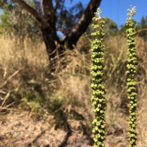 Reseda luteola at Fyshwick, ACT - 16 Jan 2021