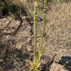 Reseda luteola at Fyshwick, ACT - 16 Jan 2021