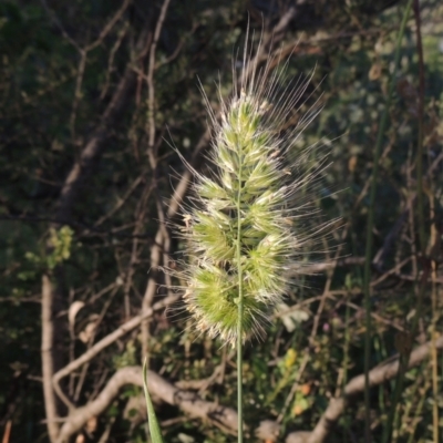 Cynosurus echinatus (Rough Dog's Tail Grass) at Tuggeranong Hill - 30 Nov 2020 by michaelb