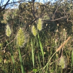 Cynosurus echinatus at Conder, ACT - 30 Nov 2020