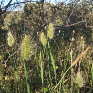 Cynosurus echinatus at Conder, ACT - 30 Nov 2020