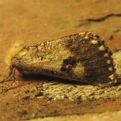 Epicoma contristis (Yellow-spotted Epicoma Moth) at Paddys River, ACT - 16 Jan 2021 by michaelb