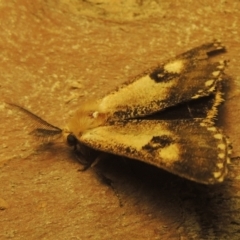 Epicoma contristis at Paddys River, ACT - 16 Jan 2021 10:24 PM