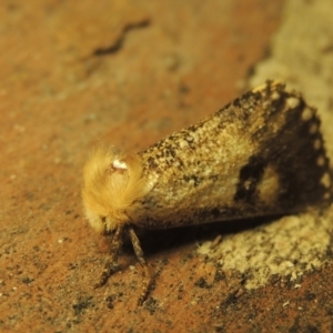 Epicoma contristis at Paddys River, ACT - 16 Jan 2021 10:24 PM