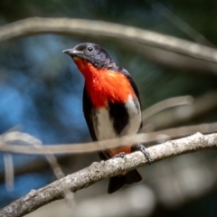 Dicaeum hirundinaceum (Mistletoebird) at Holt, ACT - 17 Jan 2021 by trevsci