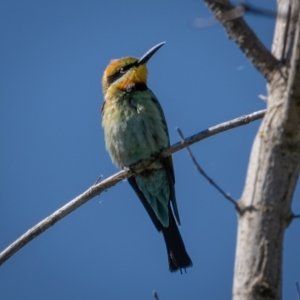 Merops ornatus at Coree, ACT - 17 Jan 2021 10:25 AM