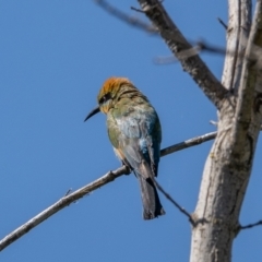 Merops ornatus at Coree, ACT - 17 Jan 2021 10:25 AM