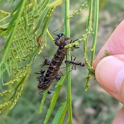 Jalmenus ictinus (Stencilled Hairstreak) at Deakin, ACT - 17 Jan 2021 by JackyF