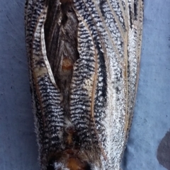 Endoxyla lituratus (A Wattle Goat Moth) at Farrer, ACT - 15 Jan 2021 by DebK