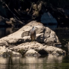 Egretta novaehollandiae (White-faced Heron) at Holt, ACT - 17 Jan 2021 by trevsci