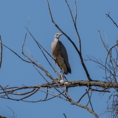 Egretta novaehollandiae (White-faced Heron) at Woodstock Nature Reserve - 16 Jan 2021 by trevsci