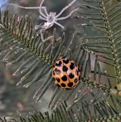 Harmonia conformis (Common Spotted Ladybird) at Deakin, ACT - 17 Jan 2021 by JackyF