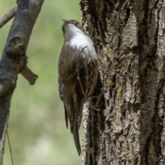 Cormobates leucophaea (White-throated Treecreeper) at Woodstock Nature Reserve - 17 Jan 2021 by trevsci