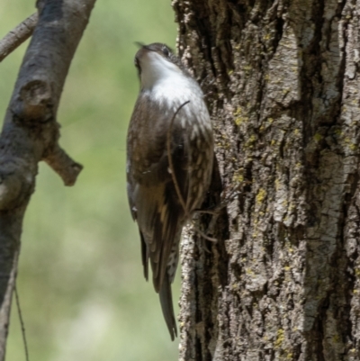 Cormobates leucophaea (White-throated Treecreeper) at Woodstock Nature Reserve - 17 Jan 2021 by trevsci