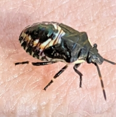 Pentatomidae (family) at Deakin, ACT - 18 Jan 2021