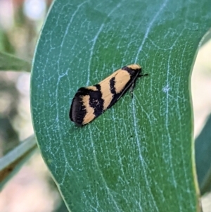 Olbonoma triptycha at Hughes, ACT - 18 Jan 2021 10:34 AM