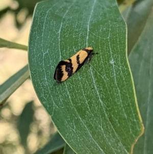 Olbonoma triptycha at Hughes, ACT - 18 Jan 2021 10:34 AM