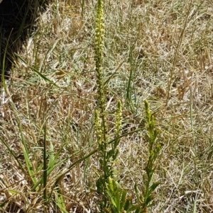 Reseda luteola at Harrison, ACT - 18 Jan 2021