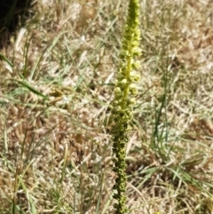 Reseda luteola at Harrison, ACT - 18 Jan 2021