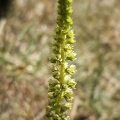 Reseda luteola at Harrison, ACT - 18 Jan 2021