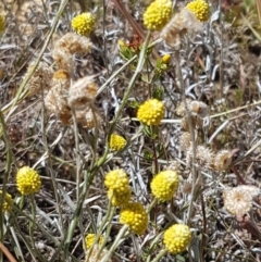 Calocephalus citreus (Lemon Beauty Heads) at Franklin, ACT - 18 Jan 2021 by tpreston