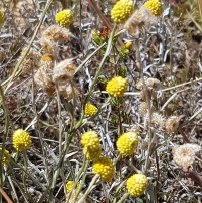 Calocephalus citreus (Lemon Beauty Heads) at Budjan Galindji (Franklin Grassland) Reserve - 18 Jan 2021 by tpreston