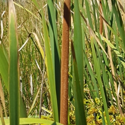 Typha domingensis (Bullrush) at Franklin, ACT - 18 Jan 2021 by tpreston