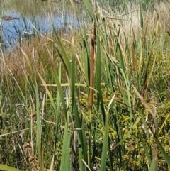 Typha domingensis at Franklin, ACT - 18 Jan 2021