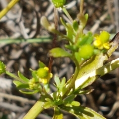 Ranunculus sceleratus subsp. sceleratus (Celery-leaved Buttercup, Celery Buttercup) at Budjan Galindji (Franklin Grassland) Reserve - 18 Jan 2021 by trevorpreston