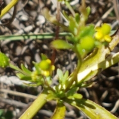 Ranunculus sceleratus subsp. sceleratus at Harrison, ACT - 18 Jan 2021 11:39 AM