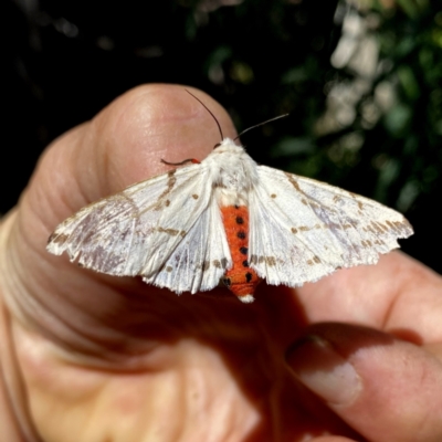 Ardices canescens (Dark-spotted Tiger Moth) at Googong, NSW - 17 Jan 2021 by Wandiyali