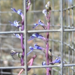 Lobelia gibbosa (Tall Lobelia) at Yass River, NSW - 18 Jan 2021 by SueMcIntyre