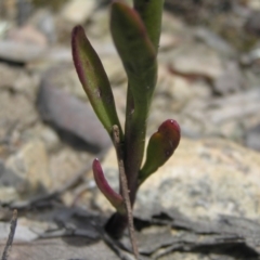 Lobelia gibbosa at Yass River, NSW - 18 Jan 2021 12:43 PM