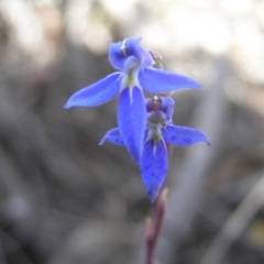 Lobelia gibbosa at Yass River, NSW - 18 Jan 2021 12:43 PM