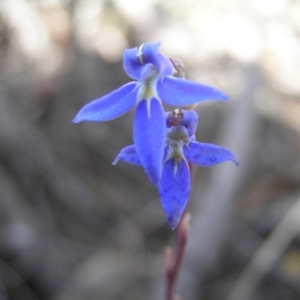 Lobelia gibbosa at Yass River, NSW - 18 Jan 2021 12:43 PM