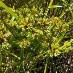 Cyperus eragrostis (Umbrella Sedge) at Budjan Galindji (Franklin Grassland) Reserve - 18 Jan 2021 by tpreston