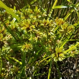 Cyperus eragrostis at Harrison, ACT - 18 Jan 2021