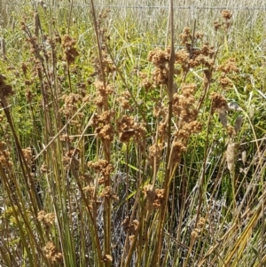 Juncus sp. at Harrison, ACT - 18 Jan 2021