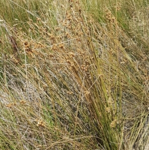 Juncus sp. at Harrison, ACT - 18 Jan 2021 11:37 AM