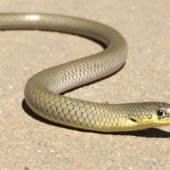 Delma inornata (Olive Legless-lizard) at Yass River, NSW - 16 Jan 2021 by JonLewis