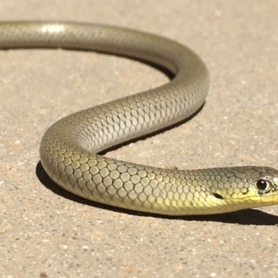 Delma inornata (Olive Legless-lizard) at Gang Gang at Yass River - 16 Jan 2021 by JonLewis